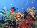 Menyingkap Surga Bawah Laut Bolsel
