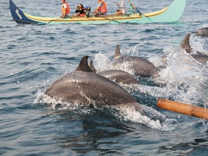 12 Rekomendasi Wisata di Tanggamus, Spot Lihat Lumba-lumba hingga Air Terjun
