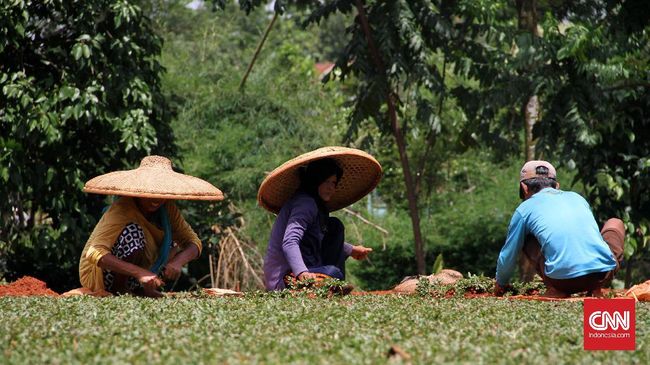 Melihat Proses Panjang Kerajinan  Topi  Caping di Ponorogo