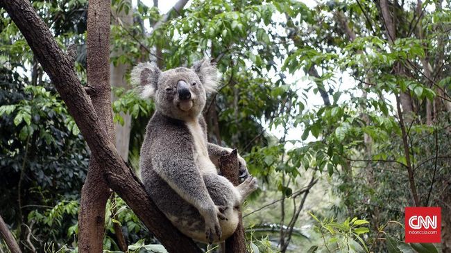 Seminggu Diselamatkan Koala Korban Karhutla Australia Mati