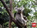 Seminggu Diselamatkan, Koala Korban Karhutla Australia Mati