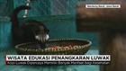 Kopi Luwak Dipercaya Memiliki Banyak Manfaat bagi Kesehatan