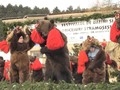 Meriahnya Parade Beruang Jelang Tahun Baru di Rumania