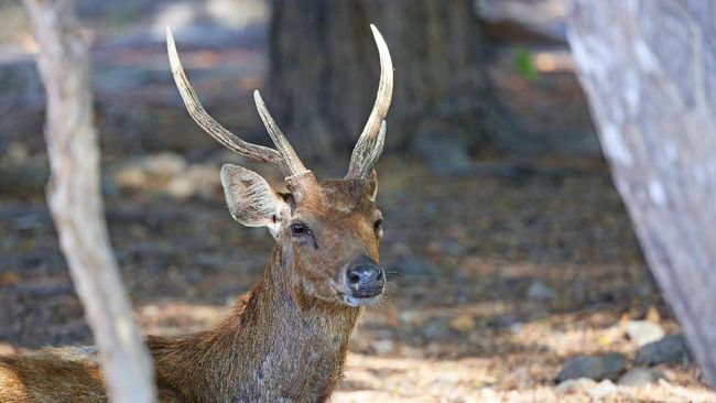 Populasi Rusa Timor Tersisa 900 Ekor