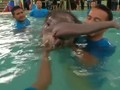Cedera Kaki, Bayi Gajah Thailand Jalani Terapi Renang