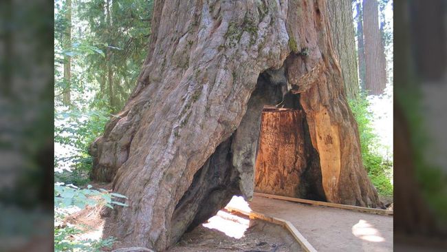 Pohon 'Berlorong' di California Ditumbangkan Badai