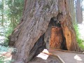 Pohon 'Berlorong' di California Ditumbangkan Badai