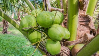Manfaat Virgin Coconut Oil untuk Kesehatan dan Kecantikan
