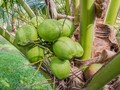Manfaat Virgin Coconut Oil untuk Kesehatan dan Kecantikan