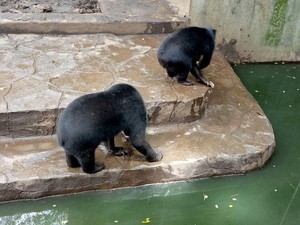 Bukan Harimau, Petani Kayu Manis di Merangin Ternyata Diserang Beruang Madu