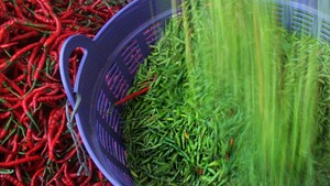Harga Cabai Rawit Menggigit, di Gorontalo Tembus Rp118 Ribu