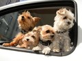 Paris Izinkan Anjing Peliharaan Naik Angkutan Umum