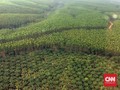 LSM Surati Jokowi Soal Perusahaan Surga Pajak Sinar Mas