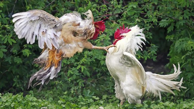  https://www.cnnindonesia.com/gaya-hidup/20170201131820-275-190532/sabung-ayam-kembali-menggeliat-di-tahun-ayam-api