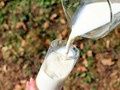 Alasan Tak Perlu Khawatir dengan Hormon Sapi pada Susu