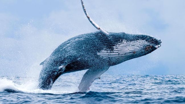 Horor Internet Puluhan Anak Bunuh Diri Karena Blue Whale