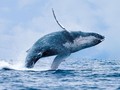 Horor Internet, Puluhan Anak Bunuh Diri karena Blue Whale