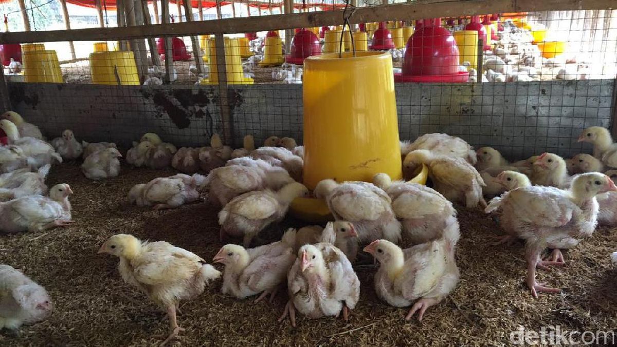 Bacaan Doa Menyembelih Ayam dan Ketentuannya Menurut Syariat Islam