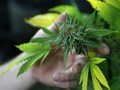 Mengenali 7 Manfaat dan Bahaya Ganja
