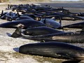 Ratusan Paus Terdampar di Pantai Selandia Baru