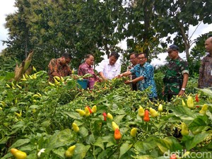 Harga Sembako Jawa Timur 8 November 2025, Harga Cabai Semakin Menanjak