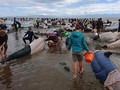 Ratusan Paus Tewas Terdampar di Pantai Selandia Baru