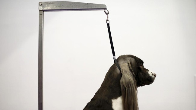 Anjing Gembala Jadi Raja Di Amerika Serikat