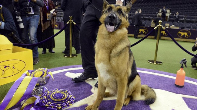 Anjing Gembala Jadi Raja Di Amerika Serikat