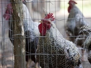 Aksi Biadab Pria Tasikmalaya, Perkosa 300 Ayam hingga Mati