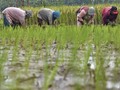 Kementan Minta Bulog Segera Serap Hasil Tani