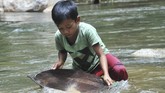 Seorang anak mendulang emas di Sungai Batang Sumpur Lubuk Tasapik, Nagari Sisawah, Sumatera Barat, Rabu (15/2). (ANTARA FOTO/Iggoy el Fitra)