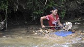 Seorang wanita menyekop pasir dan bebatuan untuk didulang di Sungai Batang Sumpur Lubuk Tasapik, Nagari Sisawah, Sumatera Barat, Rabu (15/2). (ANTARA FOTO/Iggoy el Fitra)