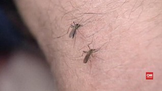 Kemenkes Bantah Ada Wabah Japanese Encephalitis di Bali