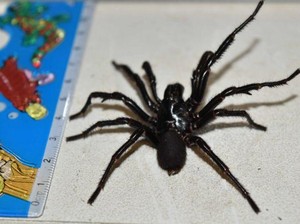 9 Laba-laba Mematikan di Dunia, Ada Black Widow