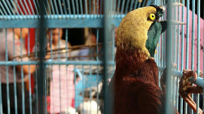 23+ Harga burung nuri kepala hitam 2020 terupdate