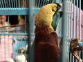 Cerita 'Birdwatching' dan Ancaman Punah Burung Wallacea-Papua