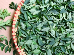 Manfaat Daun Katuk bagi Kesehatan, Memperlancar ASI sampai Mencegah Anemia