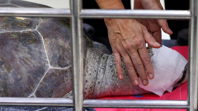 Sumatera Barat Bakal Bangun Dua Kawasan Konservasi Penyu Baru