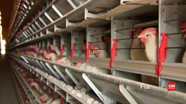 Mengenal Flu Burung yang Mewabah di China