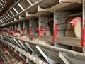 Mengenal Flu Burung yang Mewabah di China