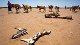 Di tengah perang saudara selama 25 tahun dan pertempuran melawan pemberontak Islamis, Somalia dilanda bencana. (The International Federation of Red Cross and Red Crescent Societies/Handout via REUTERS.)