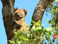 Perubahan Iklim Membuat Koala Kesulitan Mencari Sumber Air
