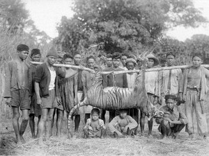 Geger Jejak Harimau Jawa di Sukabumi