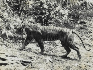 Benarkah Harimau Jawa Belum Punah? Ini Jejaknya