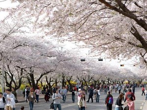 Ada Beasiswa Kuliah Gratis di Korea, Dapat Uang Saku hingga Asrama!