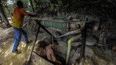 Tidak hanya tambang permukaan, pemilik tambang emas ilegal di Venezuela juga memaksa pekerjanya untuk berburu emas di dalam perut bumi. (AFP PHOTO/JUAN BARRETO).