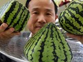 Membongkar Rahasia Buah Mewah Jepang Berharga Selangit