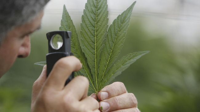 Menyembuhkan Ketergantungan Narkoba dengan Ganja
