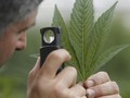 Menyembuhkan Ketergantungan Narkoba dengan Ganja