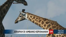 Populasi Menurun, Jerapah Di Ambang Kepunahan